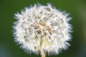 Close up of Dandelion with green background