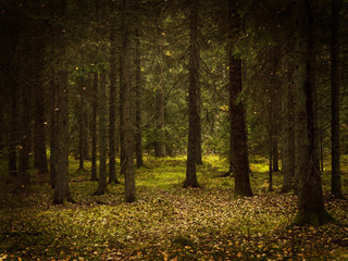 Obraz premium Grunge forest landscape in autumn