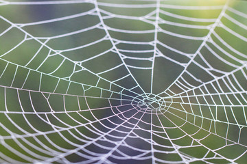 Spider web with raindrops on blurred background; close-up