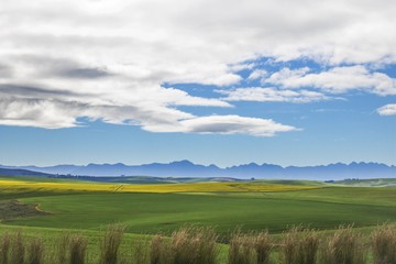 Beautiful rolling green and yellow fields with mountains in the distance with blue sky and cluds. Caledon, Western Cape, South Africa.