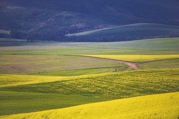 Beautiful rolling hills of Canola flowers in Spring. Caledon, Western Cape, South Africa.