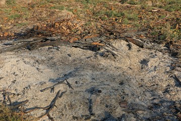 gray ash with ash and pieces of branches in an extinct campfire in nature