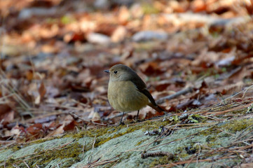 落ち葉がいっぱいの地面に降りたメスのジョウビタキ