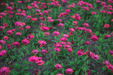 Obraz premium Flower bed filled with magenta flowers