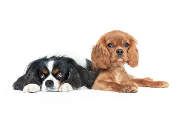 Two dogs isolated on white © AnnaFotyma