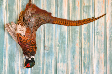 Male Pheasant on a old wooden background. Hunting season. Copy paste. Full size