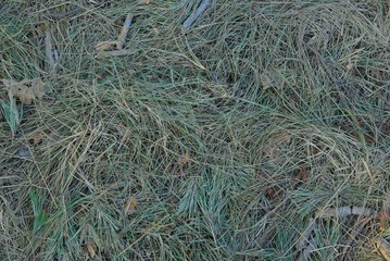 gray plant natural texture of dry grass and twigs