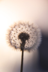 Perfect dandelion with blurry background