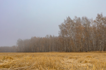 Strong morning fog above the field