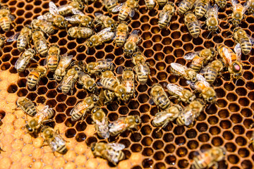 Bees on the honeycomb. Apicultural concept. Closeup