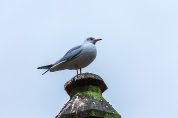 Sagull on pillar