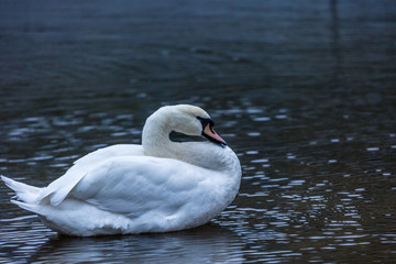 White swan in water