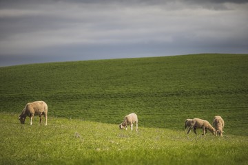 Naklejka na ściany i meble Green farm fields with sheep grazing.