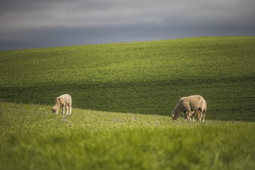 Green farm fields with sheep grazing.