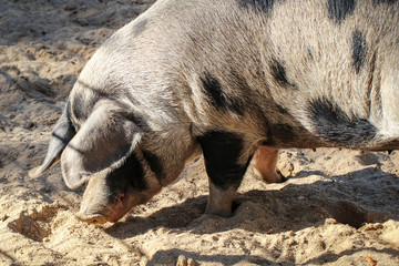 Geflecktes Schwein