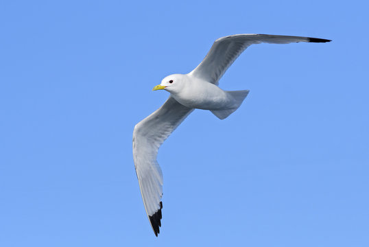 Black-legged Kittiwake - Rissa tridactyla, beautiful gull in flight, Shetlands, Scotland, United Kingdome.
