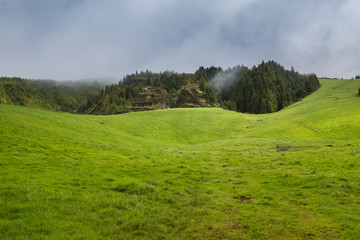 Meadow and a forest, Azores Islands, Portugal
