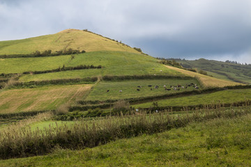 Fototapeta na wymiar Hill with fields and cows, Azores Islands