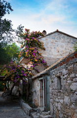 Small croatian housing with beautiful trees and flowers outside