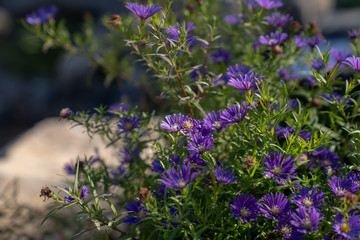 Flowers in field