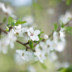 white flowers of a tree