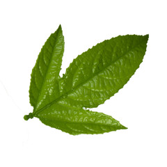 green leaf of passion fruit isolated on white background