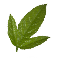green leaf of passion fruit isolated on white background
