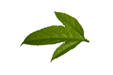 green leaf of passion fruit isolated on white background