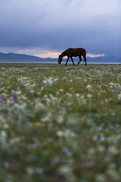 Silhouette of a horse at the lake Song Kol at dusk, Kyrgyzstan