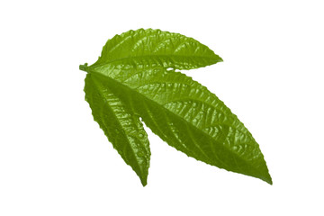 green leaf of passion fruit isolated on white background