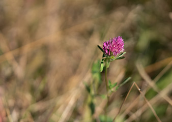 A flower of red clover that blossomed out in the fall due to global warming.