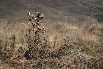 Sun-dried bush thistle.