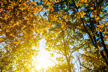 sunlight pushing through the red autumn tree branches