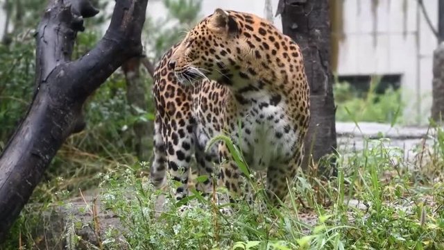 Grass eating brown wild animal Leopard / jaguar in a park on a sunny day near tree