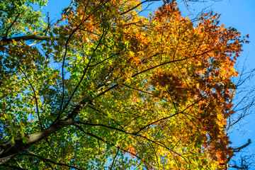 clseup red autumn tree crown on a blue sky background