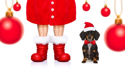 christmas santa claus dog