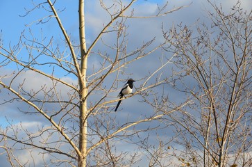 A magpie (in autumn)