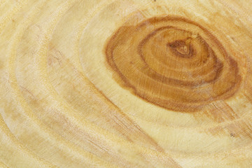 Closeup background of year rings texture of the unique relict ash tree (Fraxinus sogdiana) grown in...
