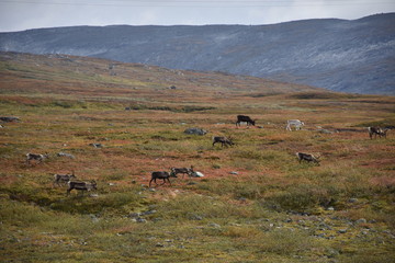 Fototapeta premium Rentiere, Weide, Tundra, Polarkreis, Norwegen, Nordnorwegen, Nordland, E6, Mo i Rana, weiden, Futter, Sommer, Herbst, Saltfjellet, Polarsirkelen,Ren, Rentier
