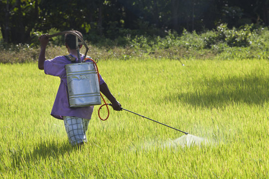 Farmer spraying pesticide in the rice field