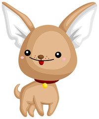 a happy and adorable cihuahua pure breed dog 