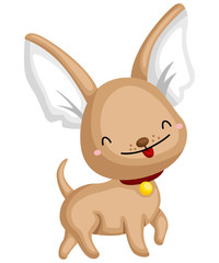 a happy and adorable cihuahua pure breed dog 