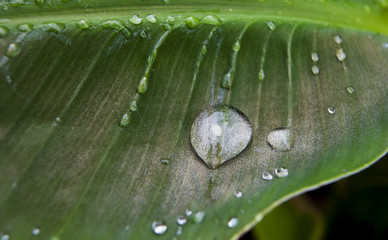 goutte de rosée sur feuille verte
