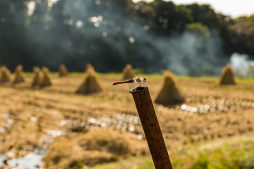 赤とんぼ © Wakko