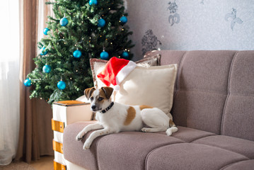 Beautiful puppy posing near a Christmas tree, holiday concept