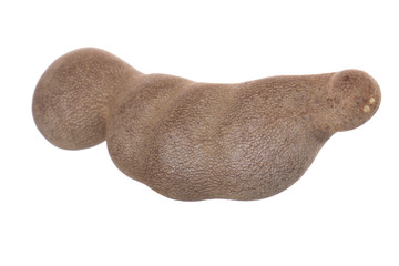 tamarind isolated on white background