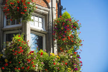 Fototapeta na wymiar Colorful flower pots hanging outside a classical style brick building with bright blue sky