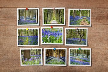 Instant photo on Wooden background and forest of Halle with bluebell flowers