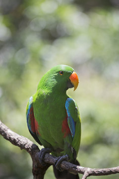 Eclectus Parrot (Eclectus roratus) male, Queensland, Australia