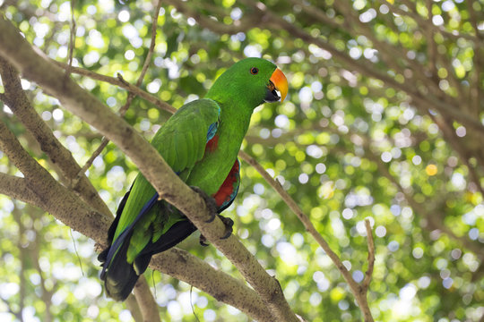 Eclectus Parrot (Eclectus roratus) male Australia